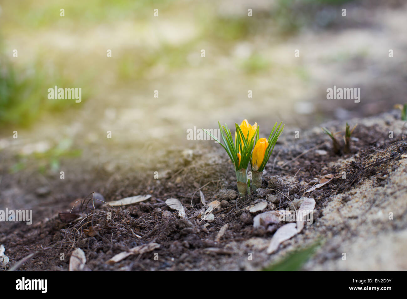 Les crocus jaune avec sun flare au printemps Banque D'Images