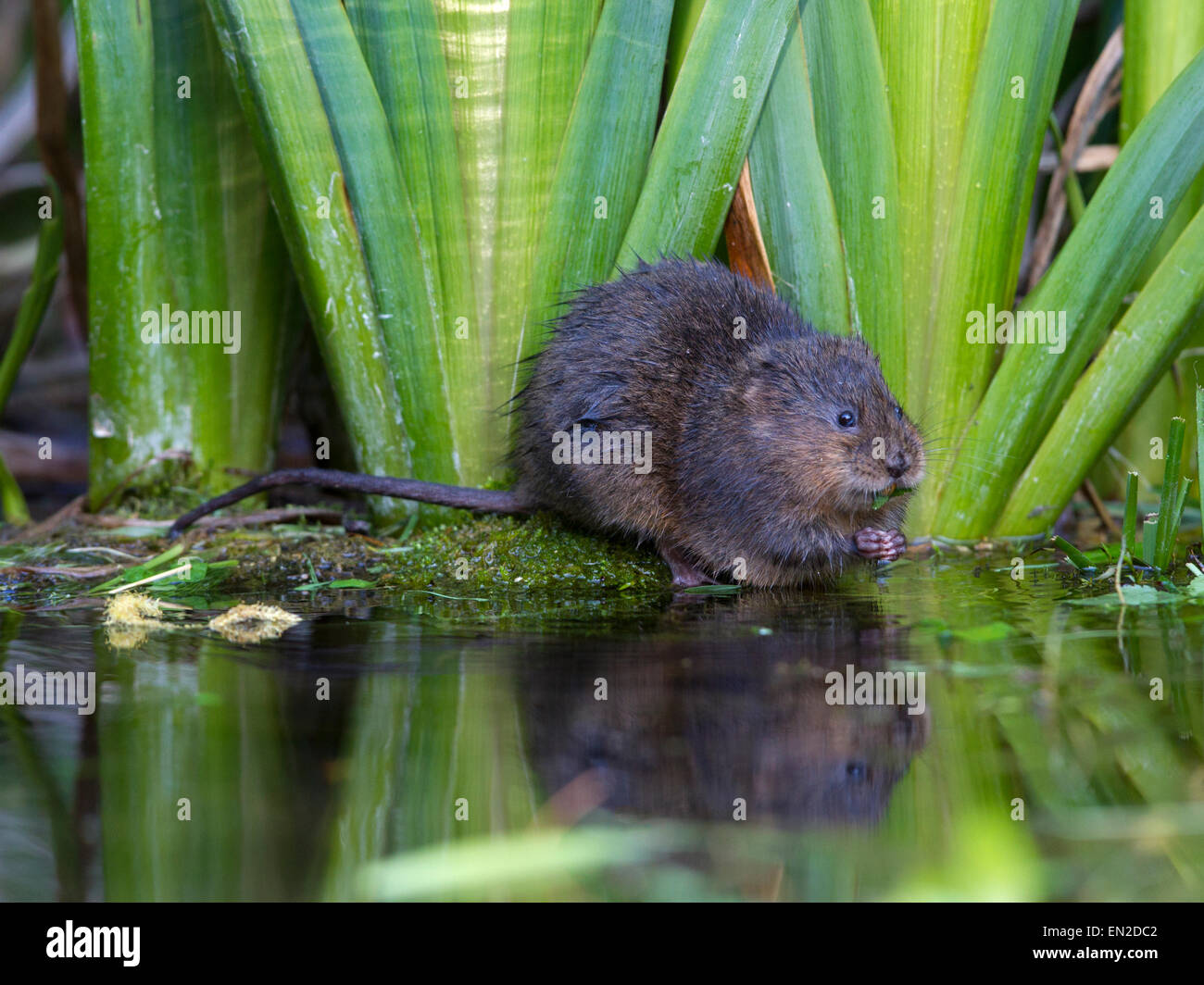 Le campagnol d'eau du Nord sur les bords de la rivière par pavillon d'iris Banque D'Images
