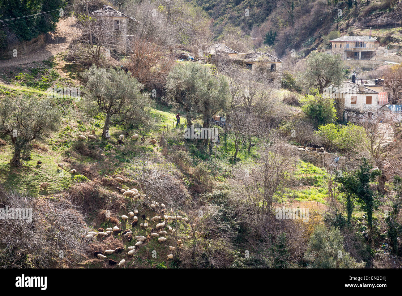 Un berger avec son troupeau dans le village de Muzine près de Delvine dans le sud de l'Albanie. Banque D'Images