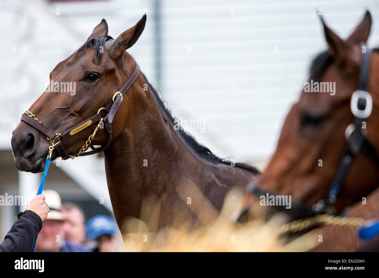 Louisville, Kentucky, USA. Apr 26, 2015. 26 avril 2015 : Luminance, formés par Bob Baffert obtient un bain après l'exercice pour la 141e Kentucky Oaks à Churchill Downs à Louisville, KY. Jon Durr/ESW/Cal Sport Media/Alamy Live News Banque D'Images