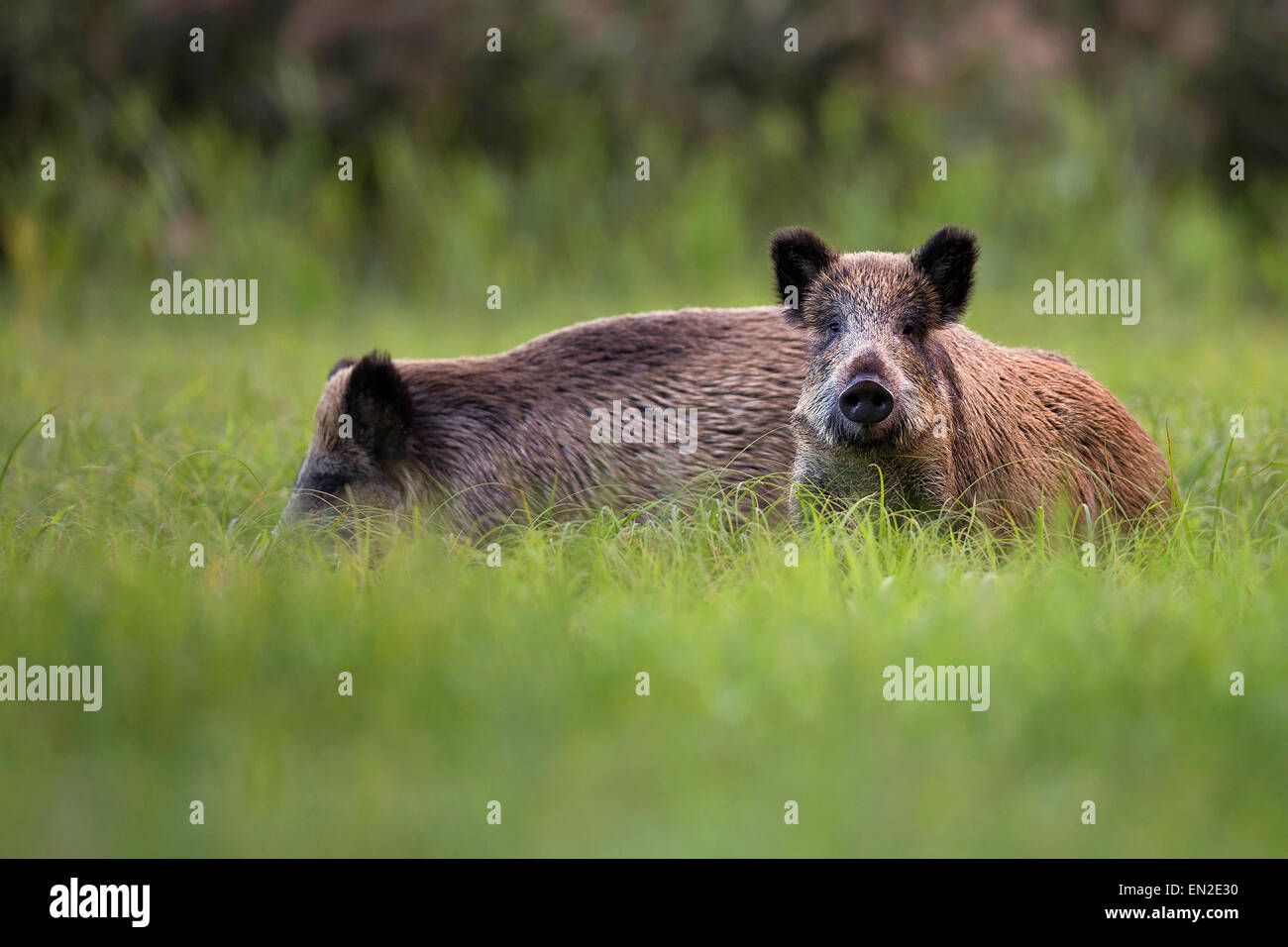 Les sangliers sauvages dans la nature, dans une clairière Banque D'Images Les sangliers sauvages dans la nature, dans une clairière Banque D'Images