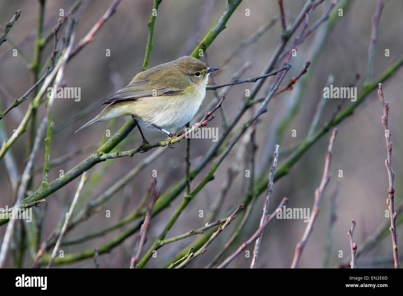 « Récent, Sandy Cove, Newlyn, Cornwall, UK. Ce phoque annelé, oiseau bagué (HHB515) ont été capturés en Nanjizal, Cornwall, 20/11/14. Banque D'Images