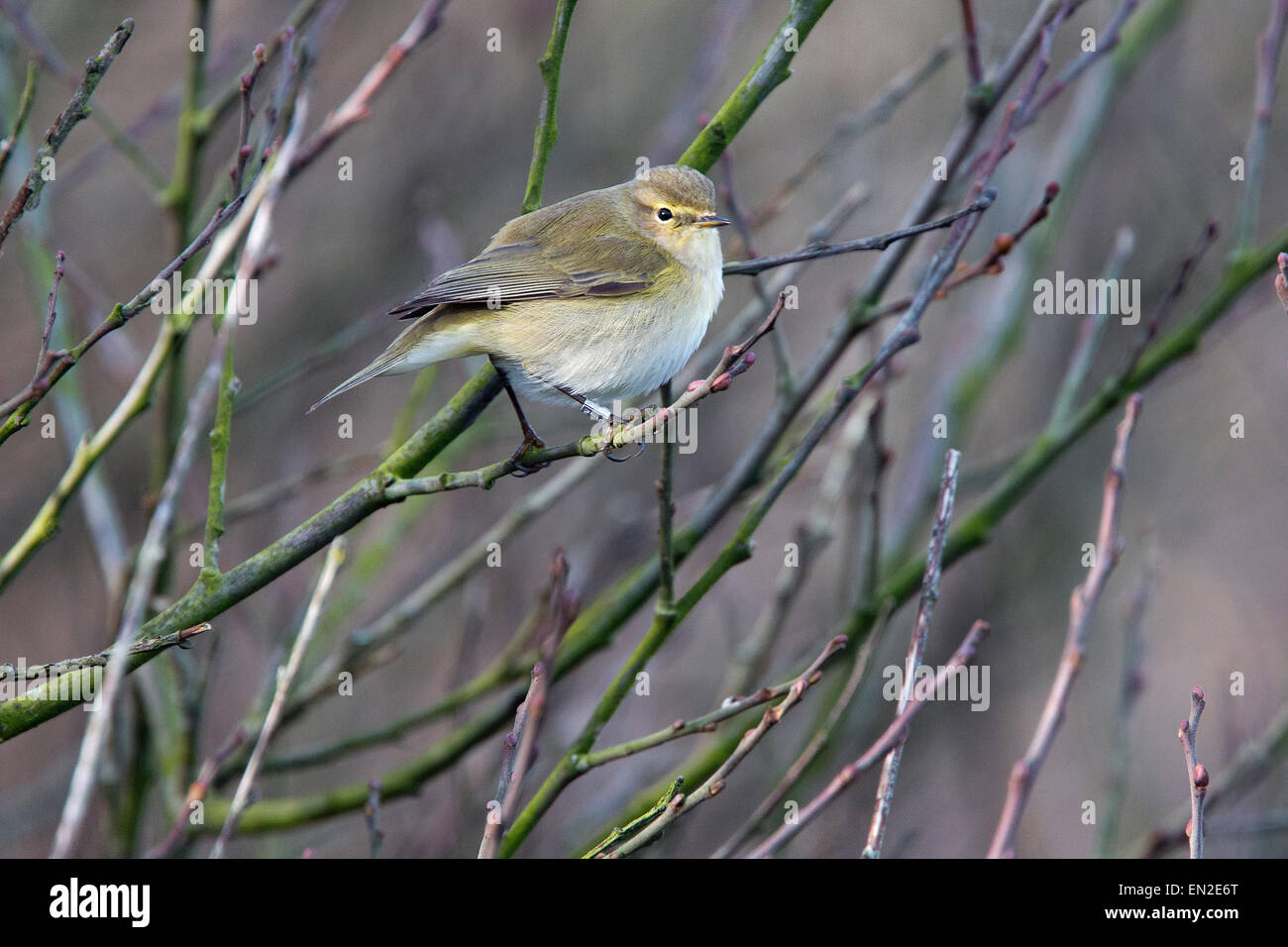 « Récent, Sandy Cove, Newlyn, Cornwall, UK. Ce phoque annelé, oiseau bagué (HHB515) ont été capturés en Nanjizal, Cornwall, 20/11/14. Banque D'Images