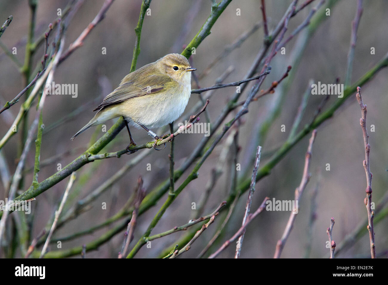 « Récent, Sandy Cove, Newlyn, Cornwall, UK. Ce phoque annelé, oiseau bagué (HHB515) ont été capturés en Nanjizal, Cornwall, 20/11/14. Banque D'Images