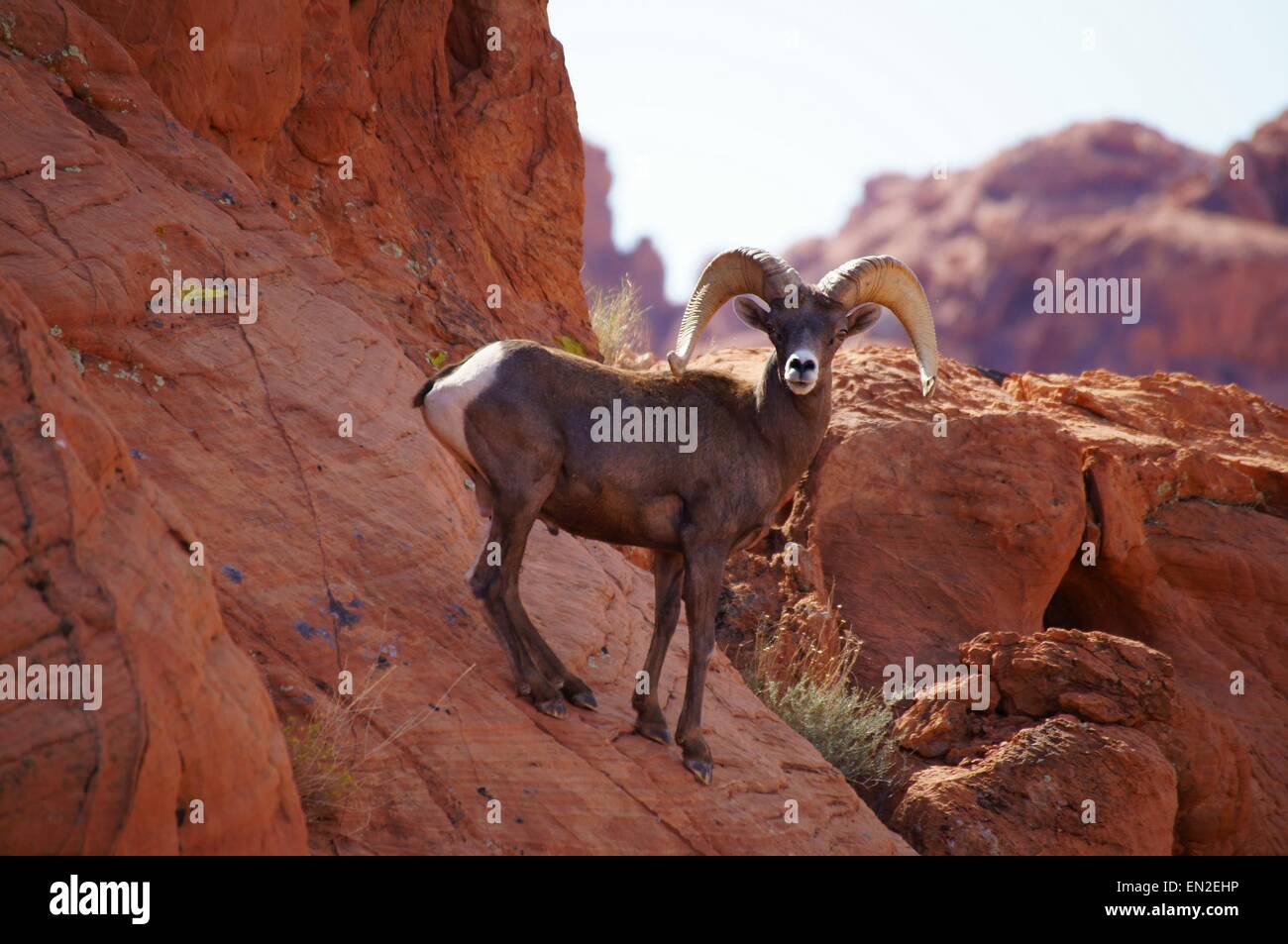 Mouflon désert sur la montagne. Banque D'Images