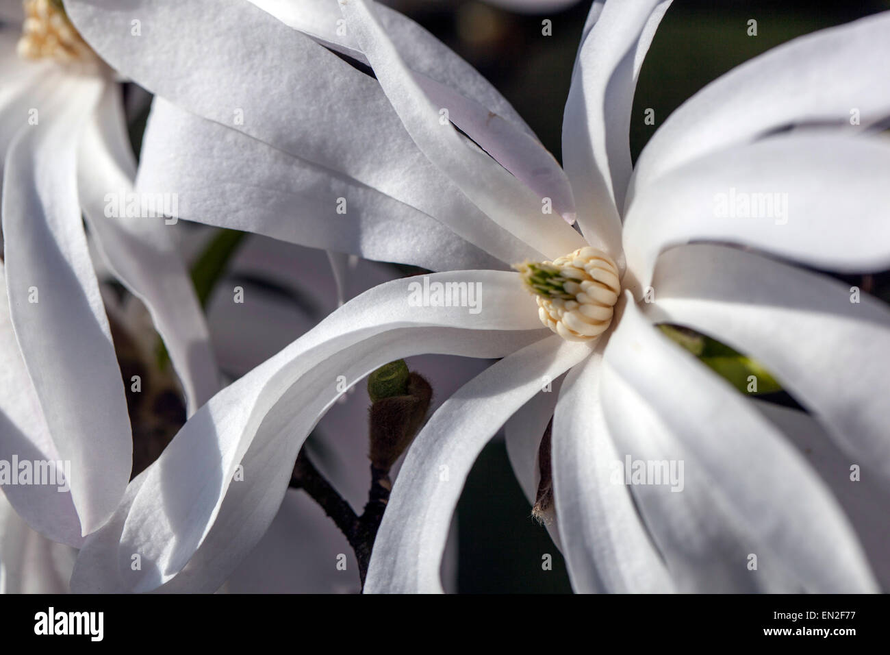 Star magnolia, Magnolia stellata Banque D'Images