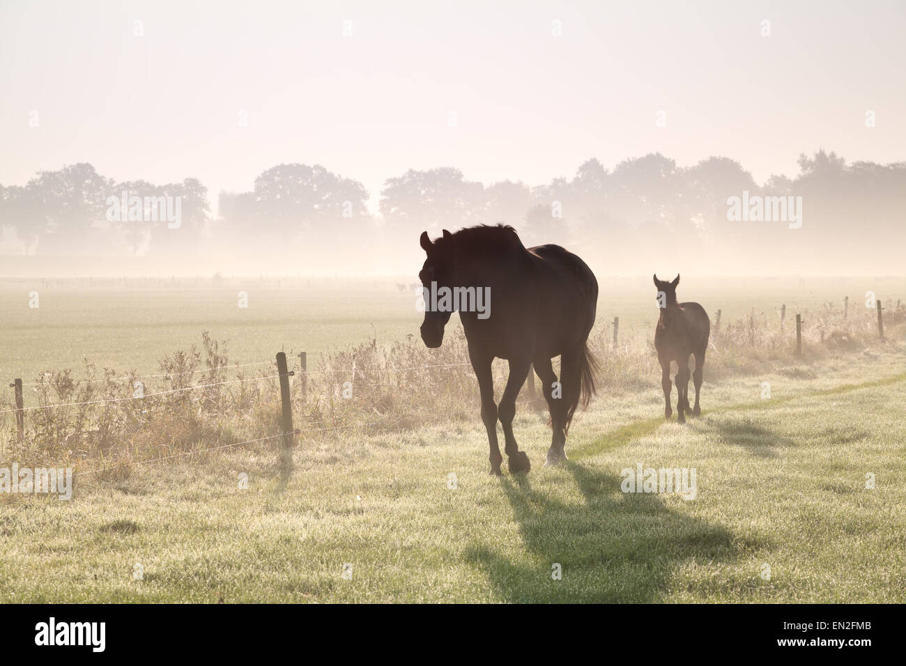 Marcher sur les chevaux pâturage misty au lever du soleil Banque D'Images