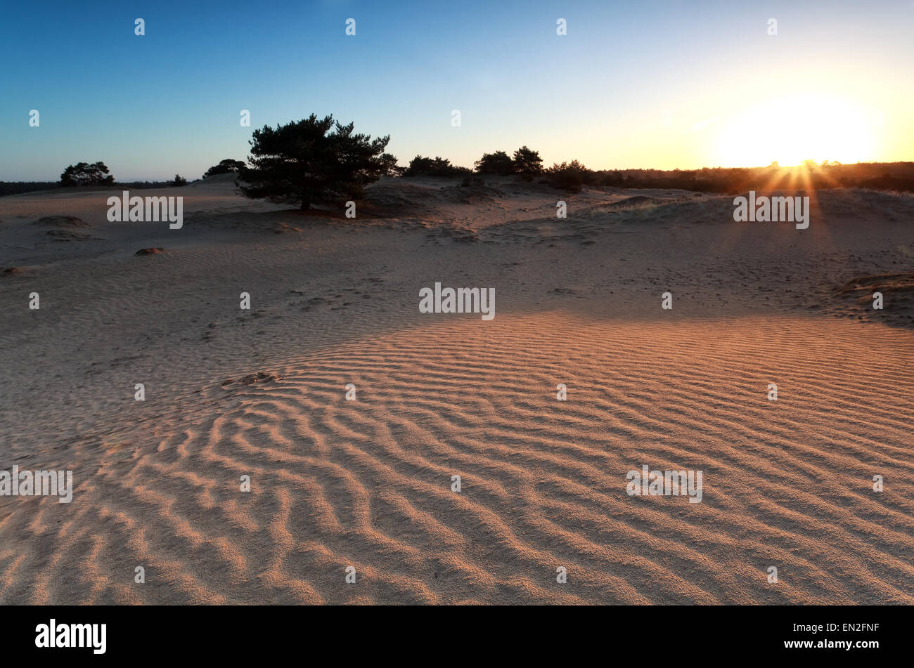 Aube sur dune de sable, Drenthe, Pays-Bas Banque D'Images