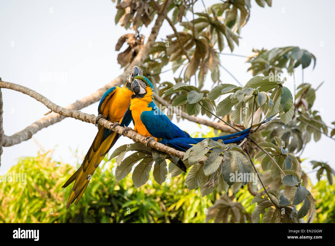 Paire de bleu et jaune, les aras Ara ararauna, également connu sous le nom de bleu et or, aras perché ensemble comme amour-oiseaux, Pantanal Banque D'Images