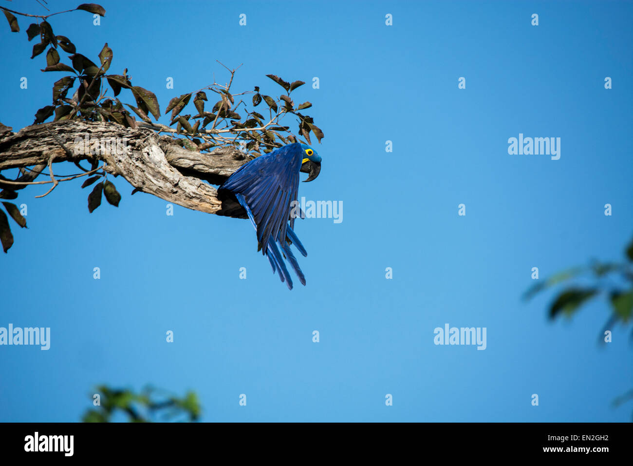 Jacinthe Macaw, adultes Anodorhynchus hyacinthinus, commençant à voler d'un arbre, Pantanal, Mato Grosso, Brésil, Amérique du Sud Banque D'Images