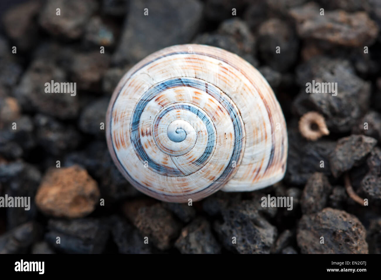 Des couleurs douces snail Banque D'Images