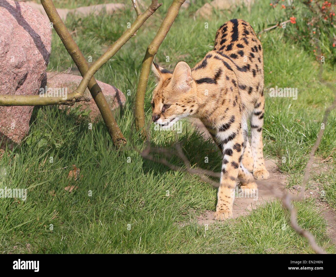 Serval (Leptailurus serval africain) dans un cadre herbeux naturels Banque D'Images