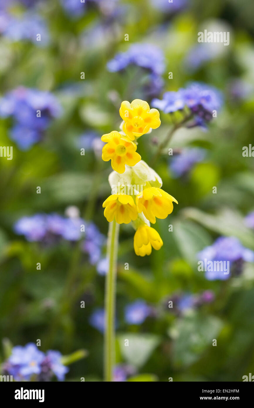 Primula veris. Coucou bleu entre forget-me-nots. Banque D'Images