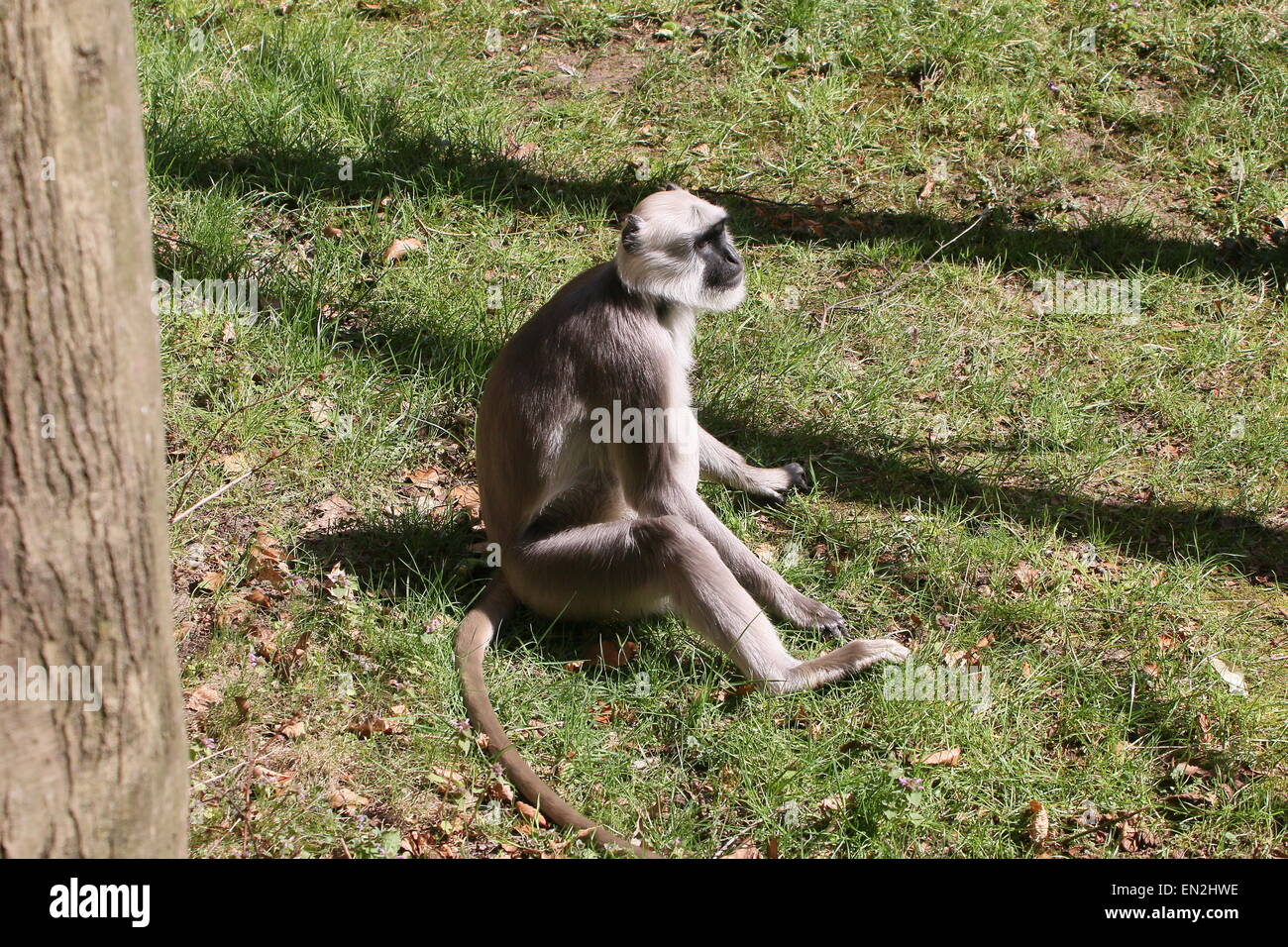 Des plaines du Nord indien entelle gris (Semnopithecus animaux singe), le repos au soleil Banque D'Images