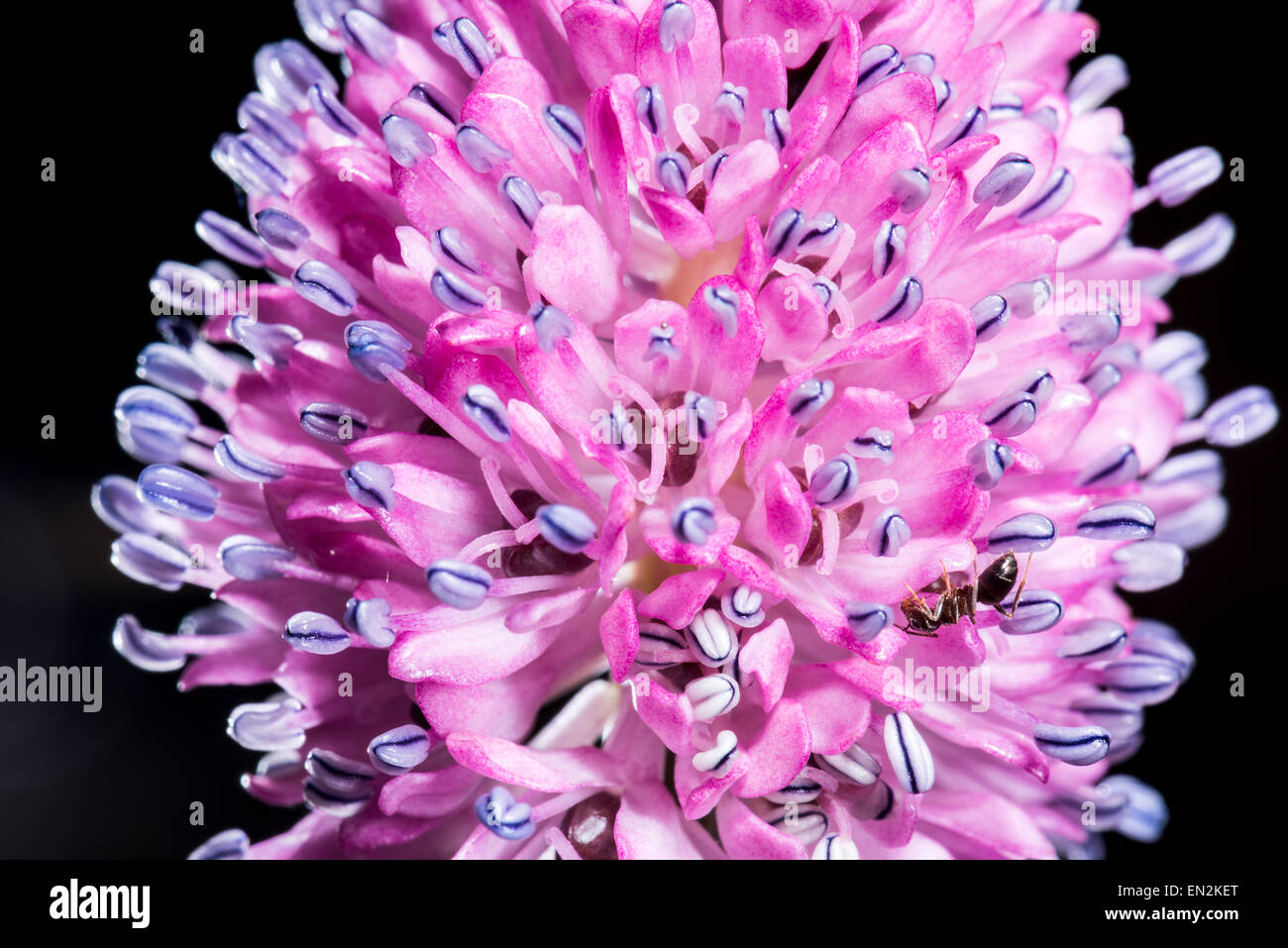 Helonias L. Marsh fleur oeillet fleurs jaune vert printemps frais feuilles de pénombre vivaces Plantes de bassin jardin d'eau humide de l'IRSS Banque D'Images
