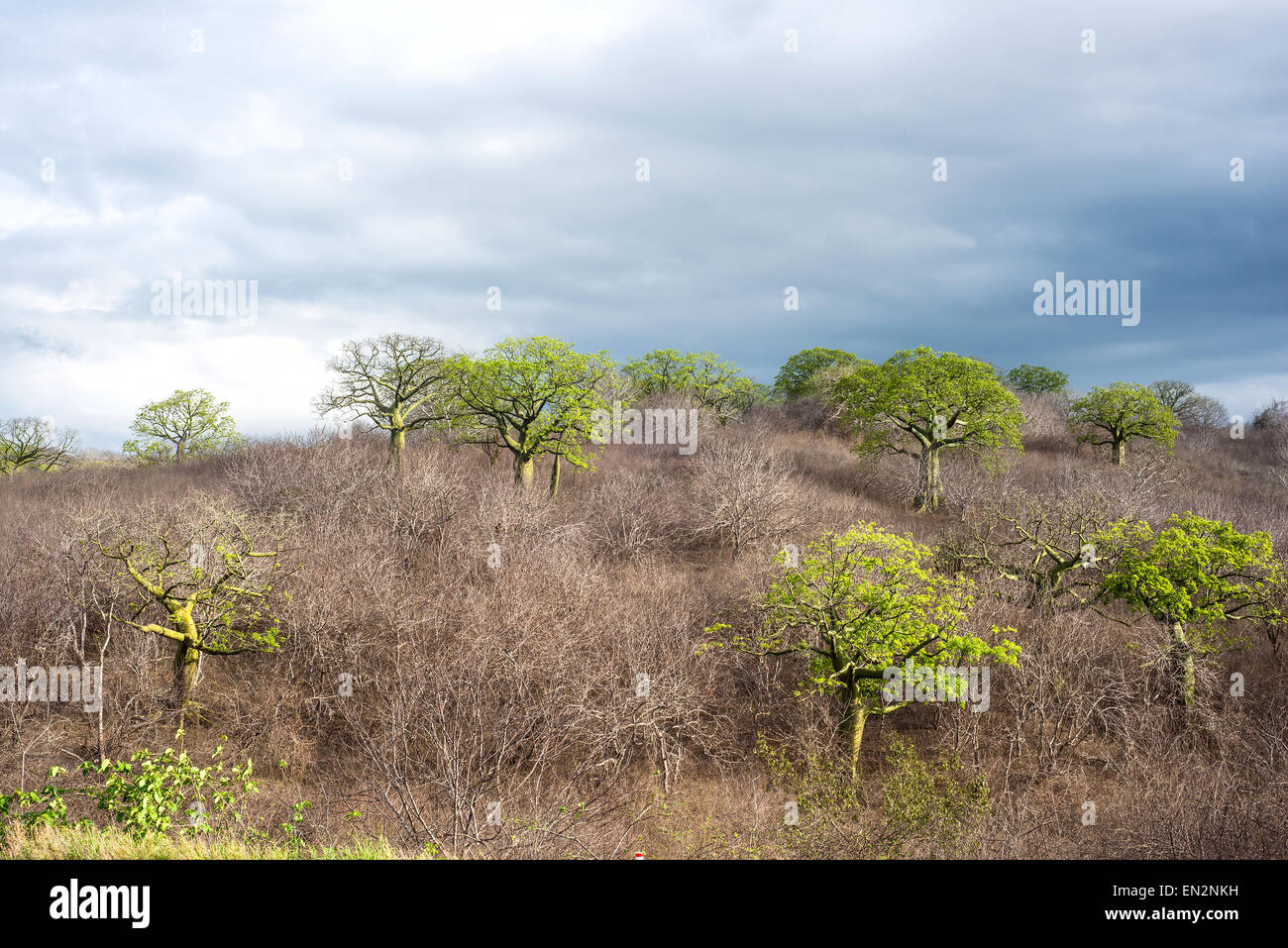 Arbres ceiba géant grandit en côte ensoleillée de l'Équateur Banque D'Images