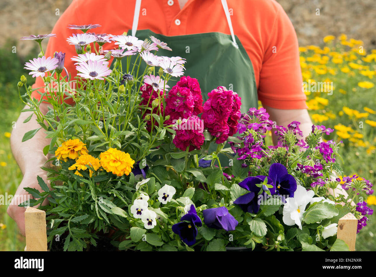 Une jeune et jolie fleuriste avec une composition de fleurs de printemps à planter Banque D'Images