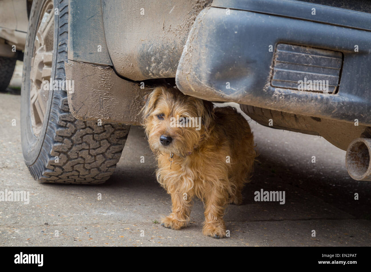 Un petit chien marron se cachant sous une voiture dans une cour de ferme Banque D'Images