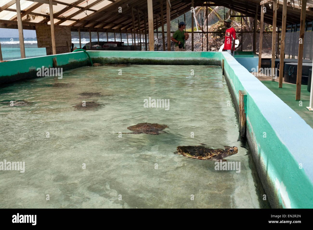Carapaces de tortues de mer, Vieux Hegg Turtle Sanctuary, Bequia, Saint Vincent et les Grenadines Banque D'Images