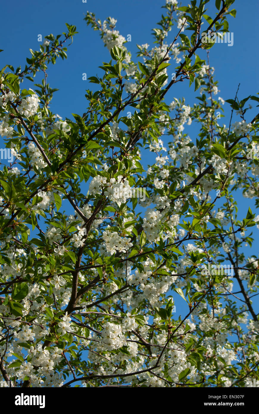 Succursales / filiale de cerise (Prunus cerasus) en couleurs. Banque D'Images
