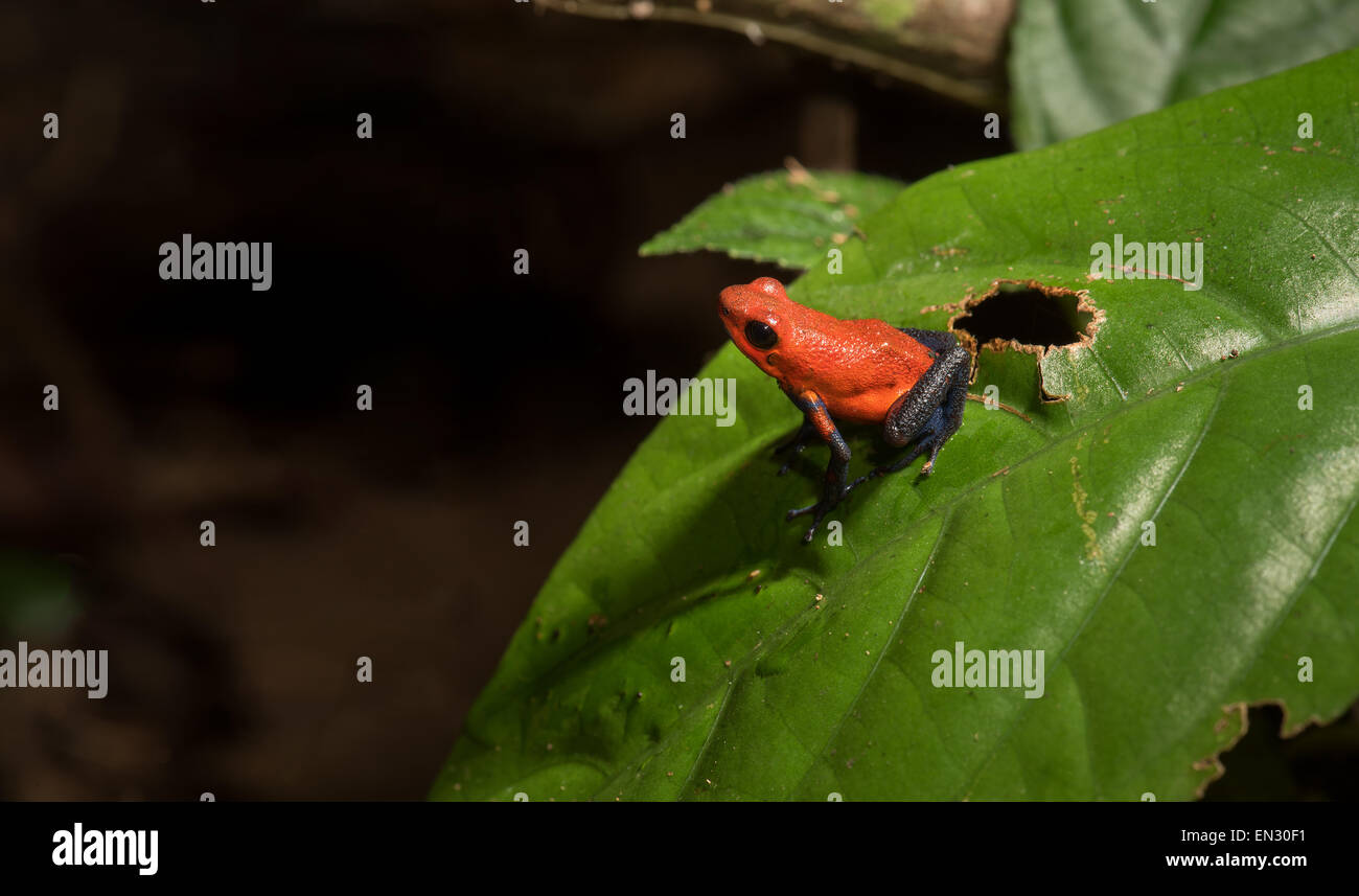 Strawberry poison dart frog Wildlife COSTA RICA Dendrobates pumilio Red-et-blue Poison Frog, grenouille toxique rouge tree climber cl Banque D'Images
