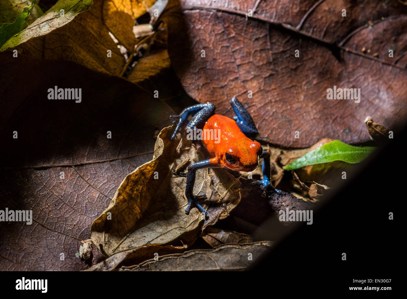 Strawberry poison dart frog Wildlife COSTA RICA Dendrobates pumilio Red-et-blue Poison Frog, grenouille toxique rouge tree climber cl Banque D'Images