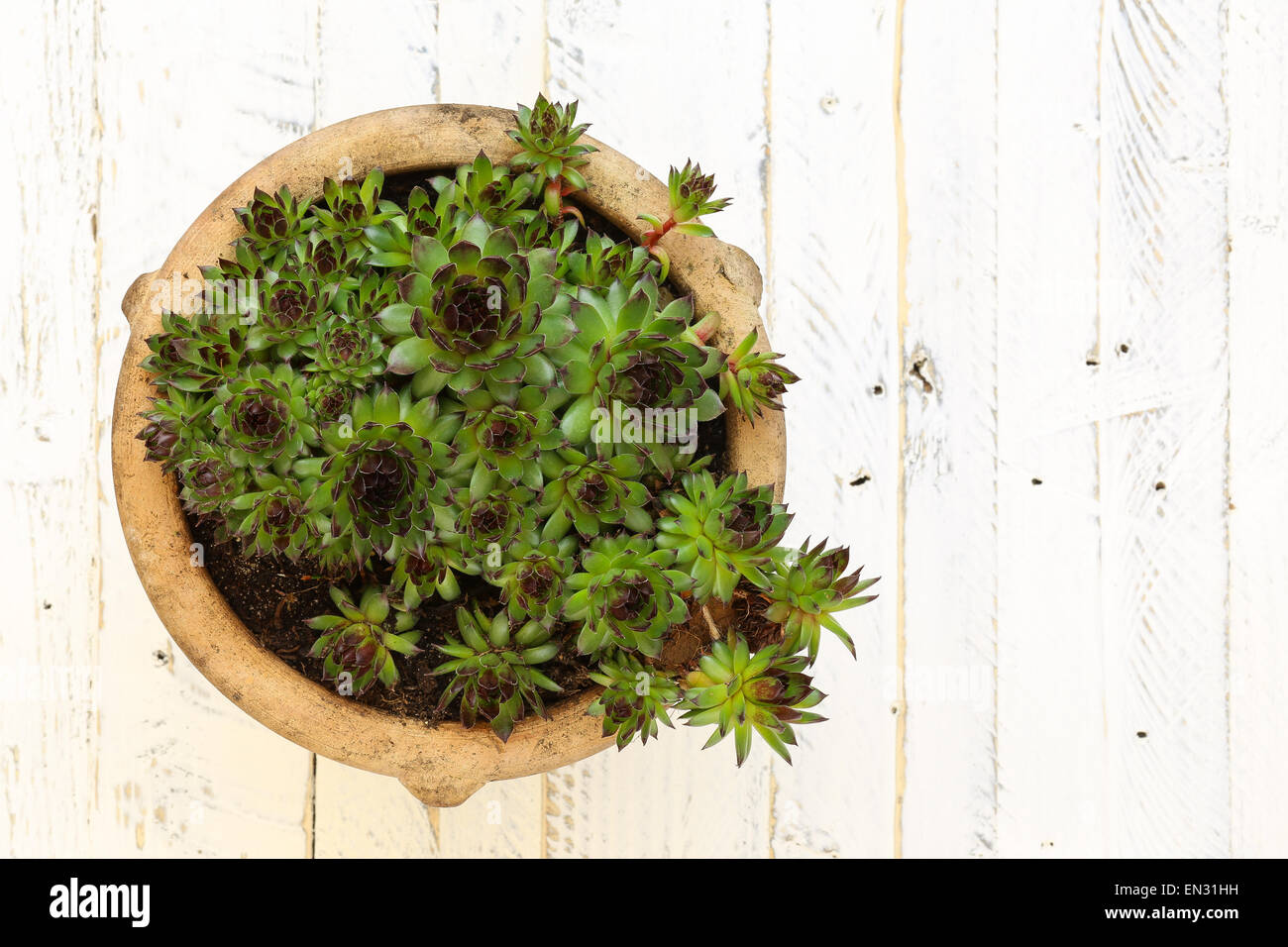 Succulentes Sempervivum calcareum en pot en céramique peint en blanc sur fond de bois Banque D'Images