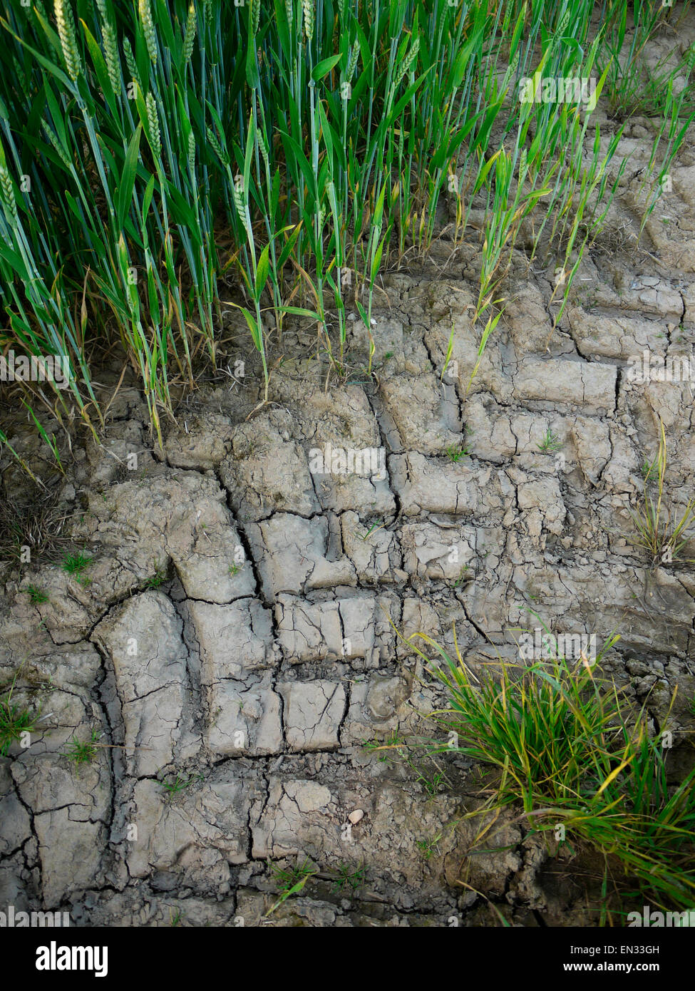 12.2005, la terre sèche dans une ferme près de Tasley, Bridgnorth, Shropshire, au Royaume-Uni. Banque D'Images