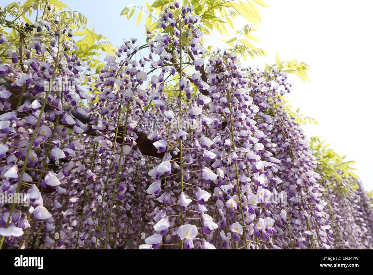Les fleurs de glycine Banque D'Images
