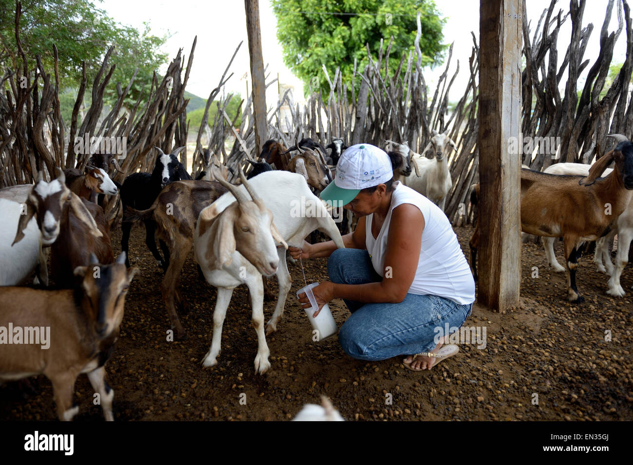 Femme la traite d'une Chèvre (Capra aegagrus hircus), Caladinho, Uaua, Bahia, Brésil Banque D'Images