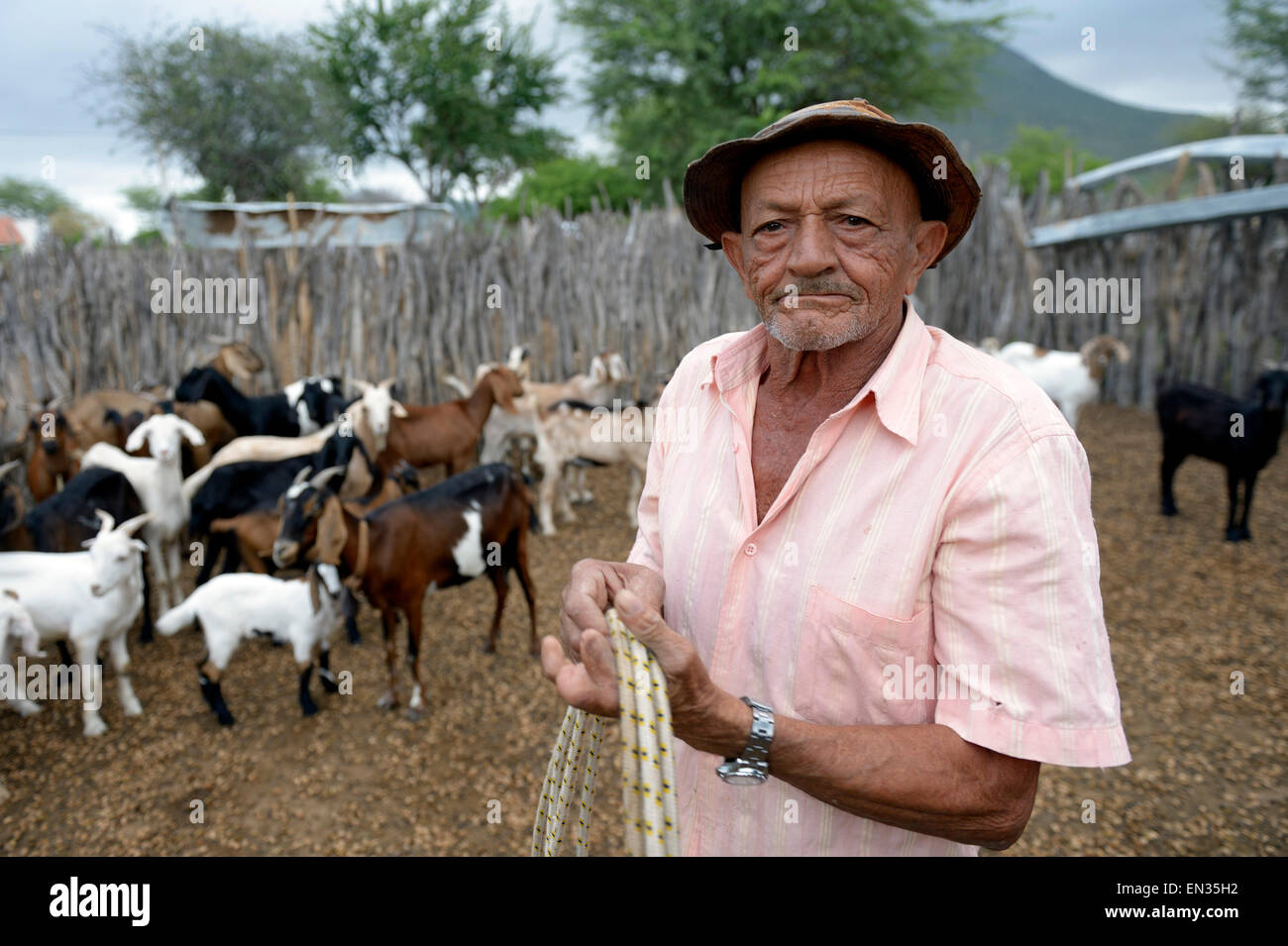 Homme, 76 ans, l'élevage de chèvres (Capra hircus aegagrus), Caladinho, Uaua, Bahia, Brésil Banque D'Images