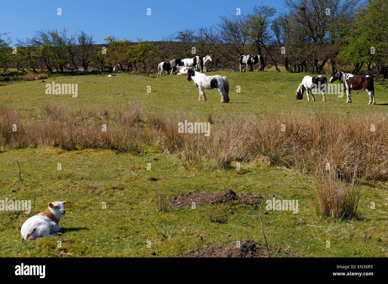 D'agneau et de chevaux en champ, Pwll Du près de Blaenavon, South Wales, UK. Banque D'Images