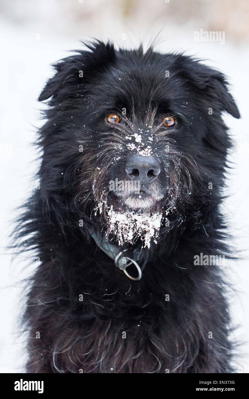 Ancien chien de bergers allemand noir avec le museau plein de neige Banque D'Images