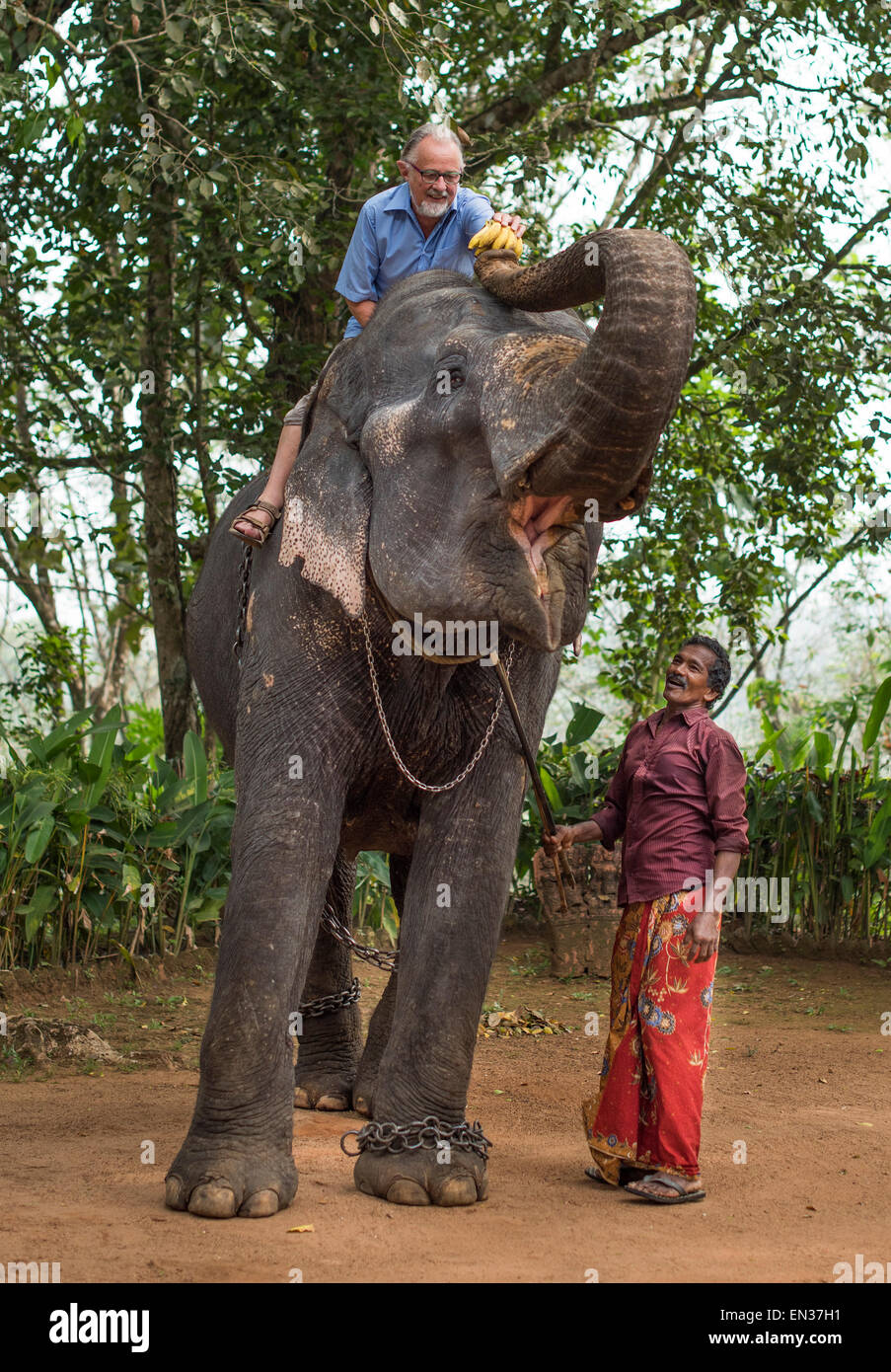 Assis sur un éléphant touristiques il est l'alimentation, guidé par un éléphant mahout ou guide, Peermade, Kerala, Inde Banque D'Images
