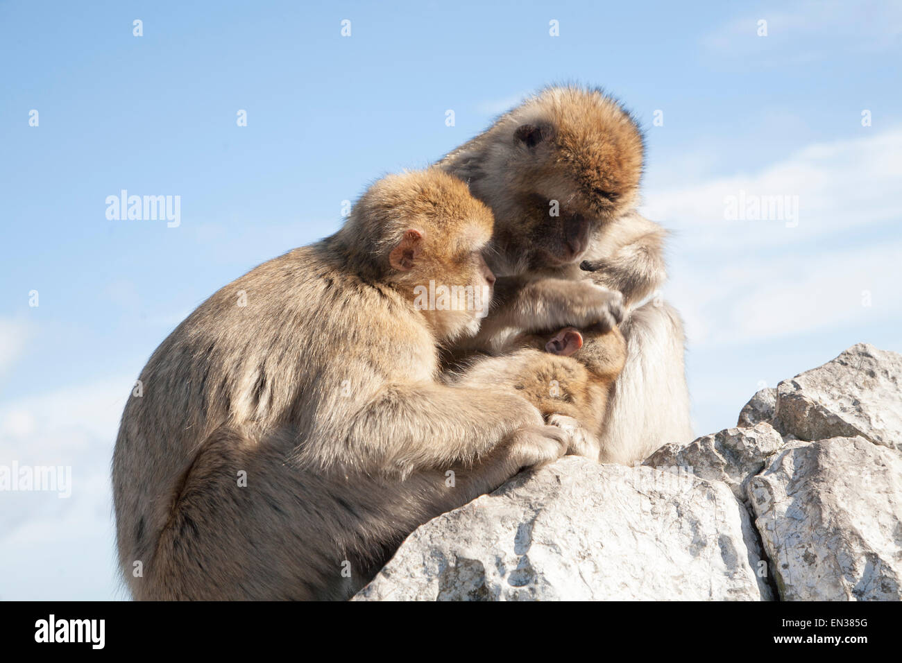 Singes Macaques de Barbarie, Macaca sylvanus, Gibraltar (terroritory en Europe du sud Banque D'Images