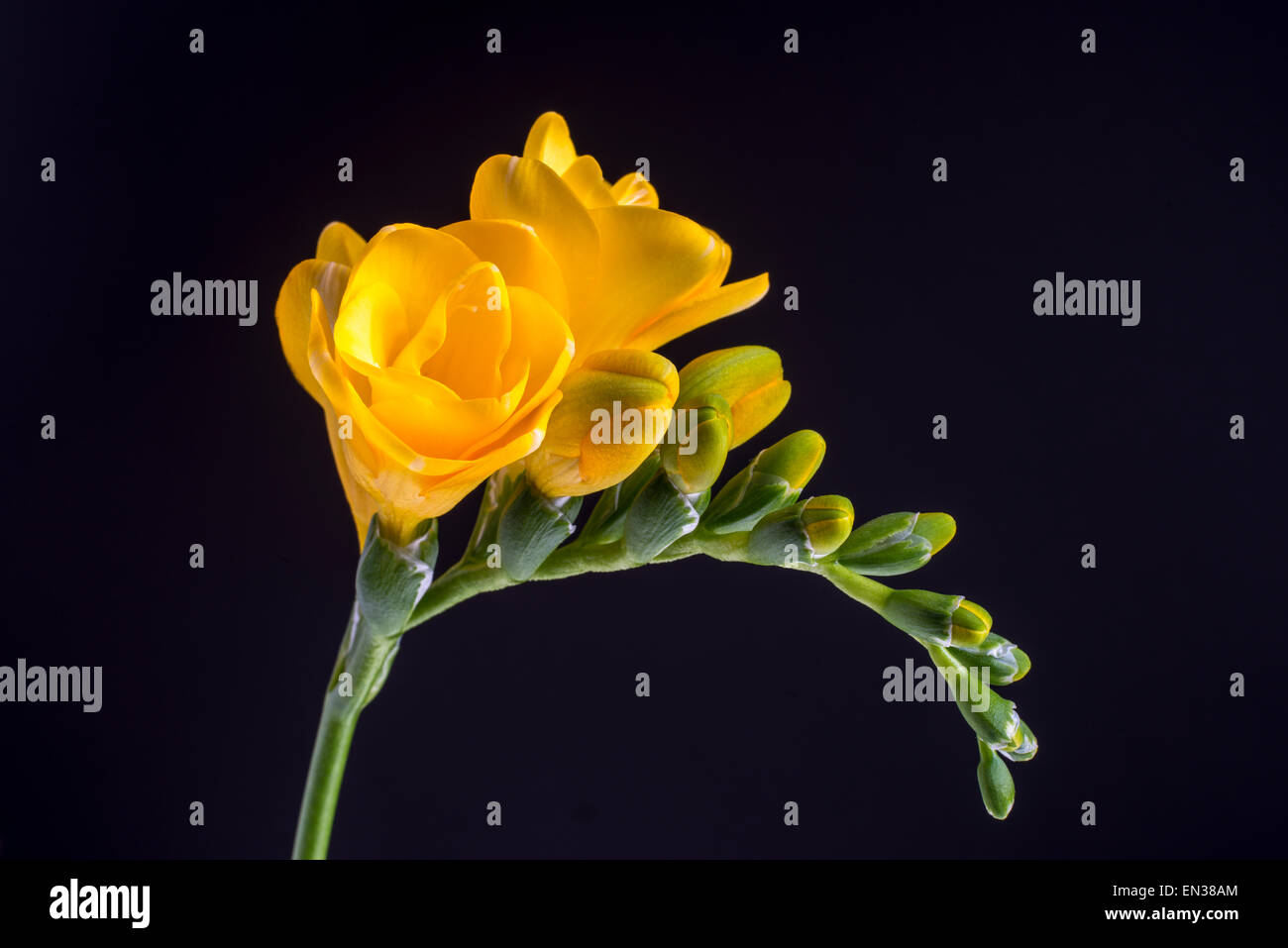 Freesia (Freesia jaune) Banque D'Images