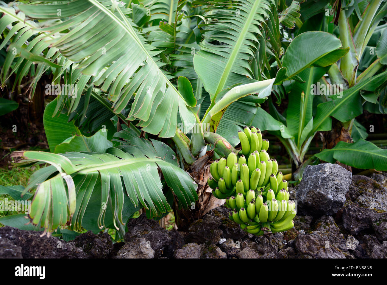 Bananier (Musa), Açores, Portugal Banque D'Images