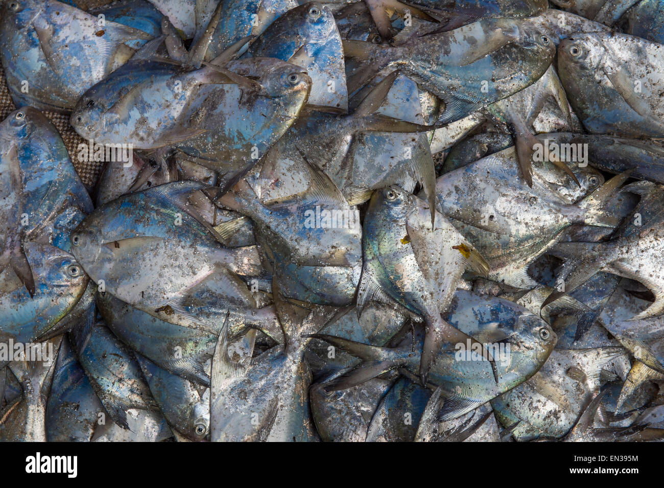 Poisson fraîchement pêché sur la glace, le marché aux poissons, fort Cochin, Kochi, Kerala, Inde Banque D'Images