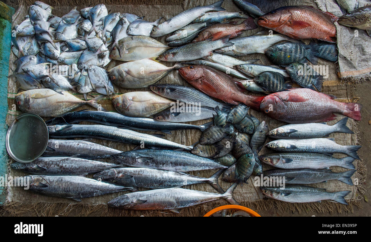 Des poissons fraîchement pêchés, le marché aux poissons, fort Cochin, Kochi, Kerala, Inde Banque D'Images