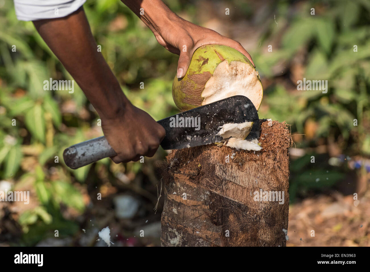 L'ouverture de noix de coco avec une machette, Kerala, Inde Banque D'Images