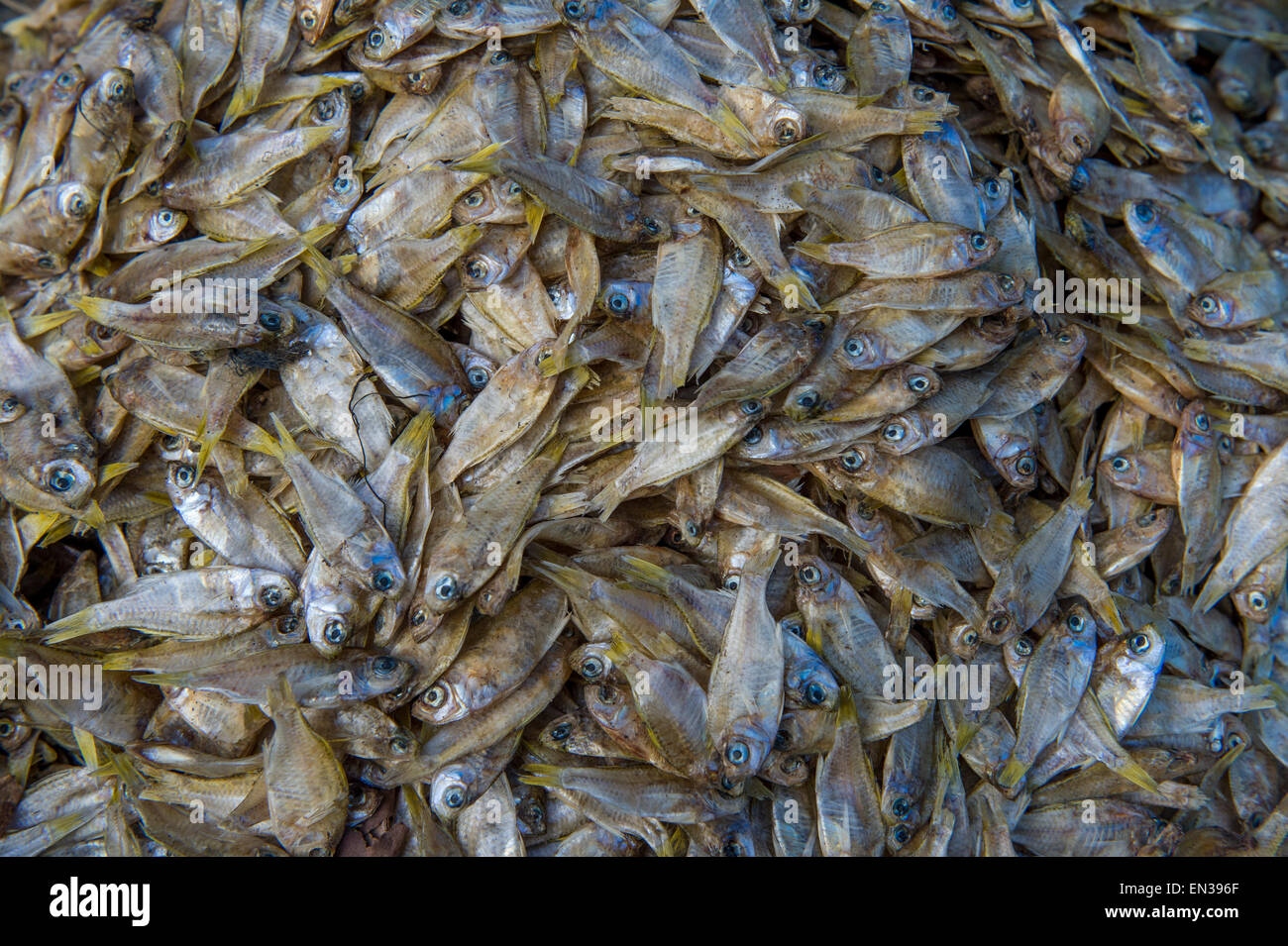 Sécher le poisson, Broadway Market, Ernakulum, Kerala, Inde Banque D'Images