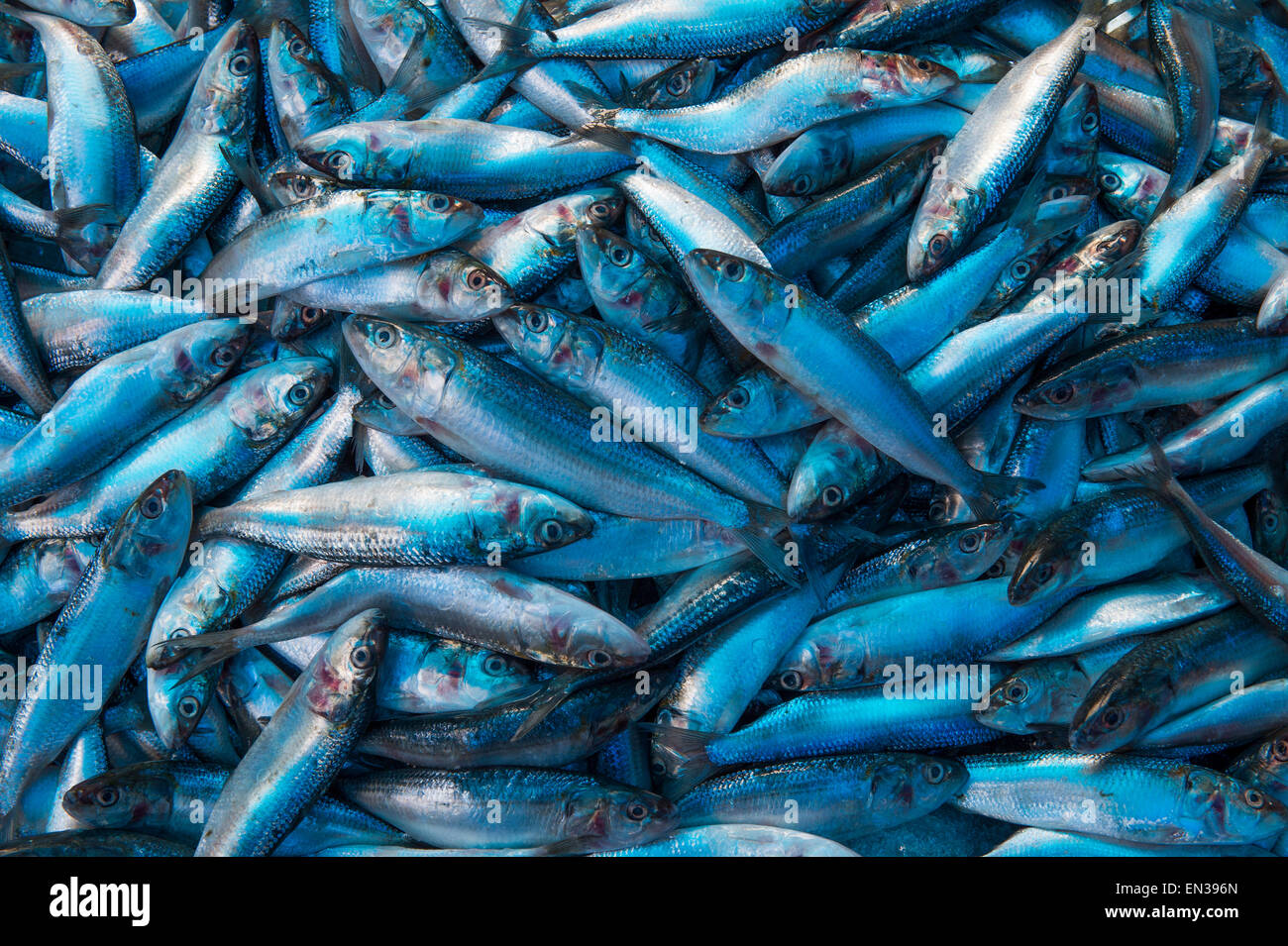 Les petits poissons à vendre, Kerala, Inde Banque D'Images
