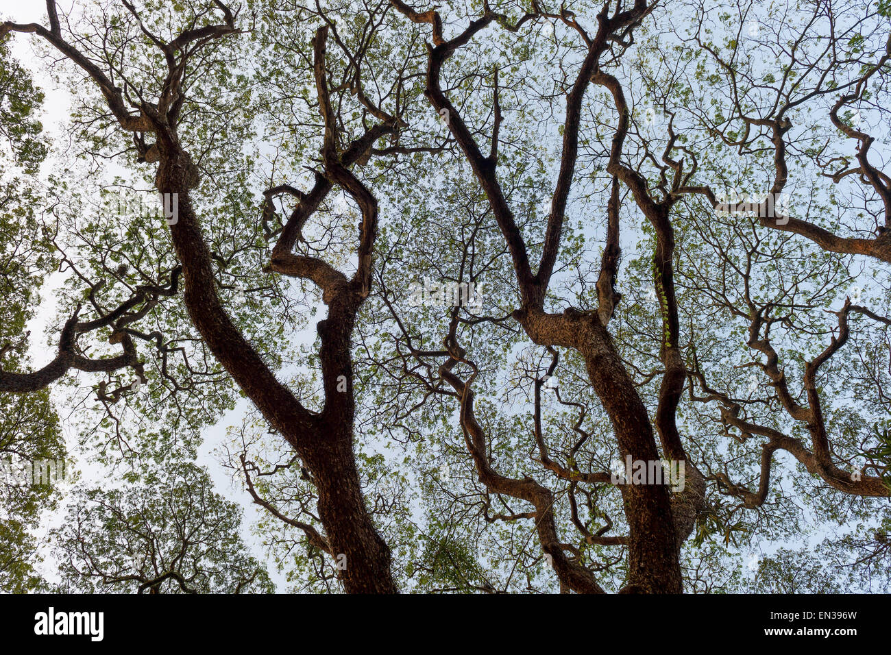 Raintree (Samanea saman), Kochi, Cochin, Kerala, Inde Banque D'Images