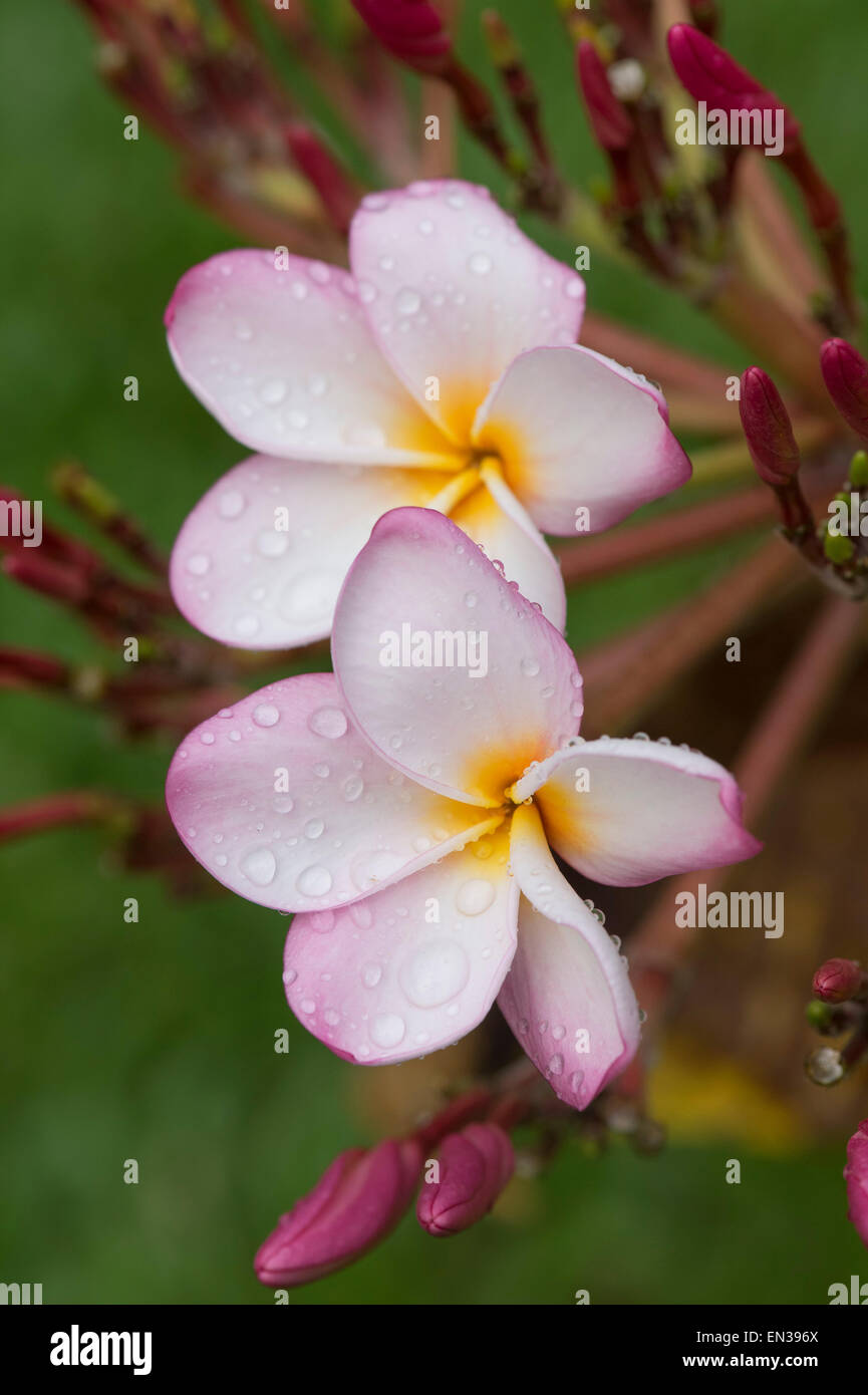 Gouttes d'eau sur les fleurs, frangipaniers (Plumeria), Kerala, Inde Banque D'Images