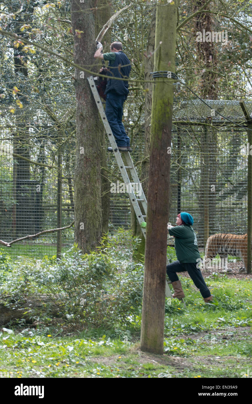 Port Lympne, Kent, UK. 25 jan 2015, tigres attendent impatiemment que keepers boîtier viande dans son crédit : Darren Attersley/Alamy Live News Banque D'Images