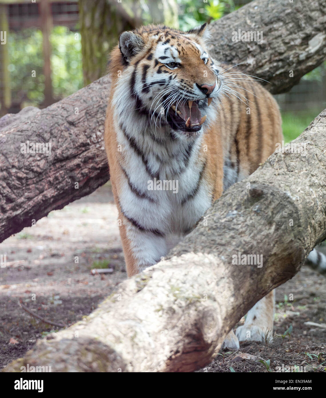 Port Lympne, Kent, UK. 25 jan 2015, des tigres dans la réserve seulement récupérer le flux une fois toutes les 2 semaines en moyenne, c'est similaire à l'alimentation naturelle des tigres patens dans la nature. Crédit : Darren Attersley/Alamy Live News Banque D'Images