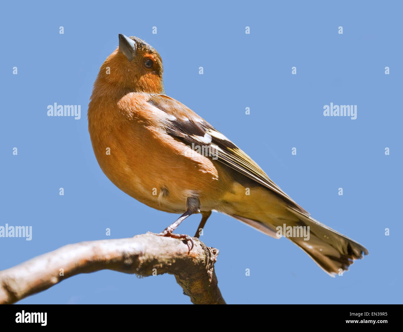 Common Chaffinch (Fringilla coelebs) Banque D'Images