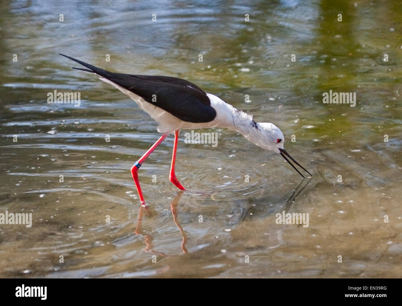 Black-Winged Stilt (Himantopus himantopus) une pataugeoire et d'alimentation Banque D'Images