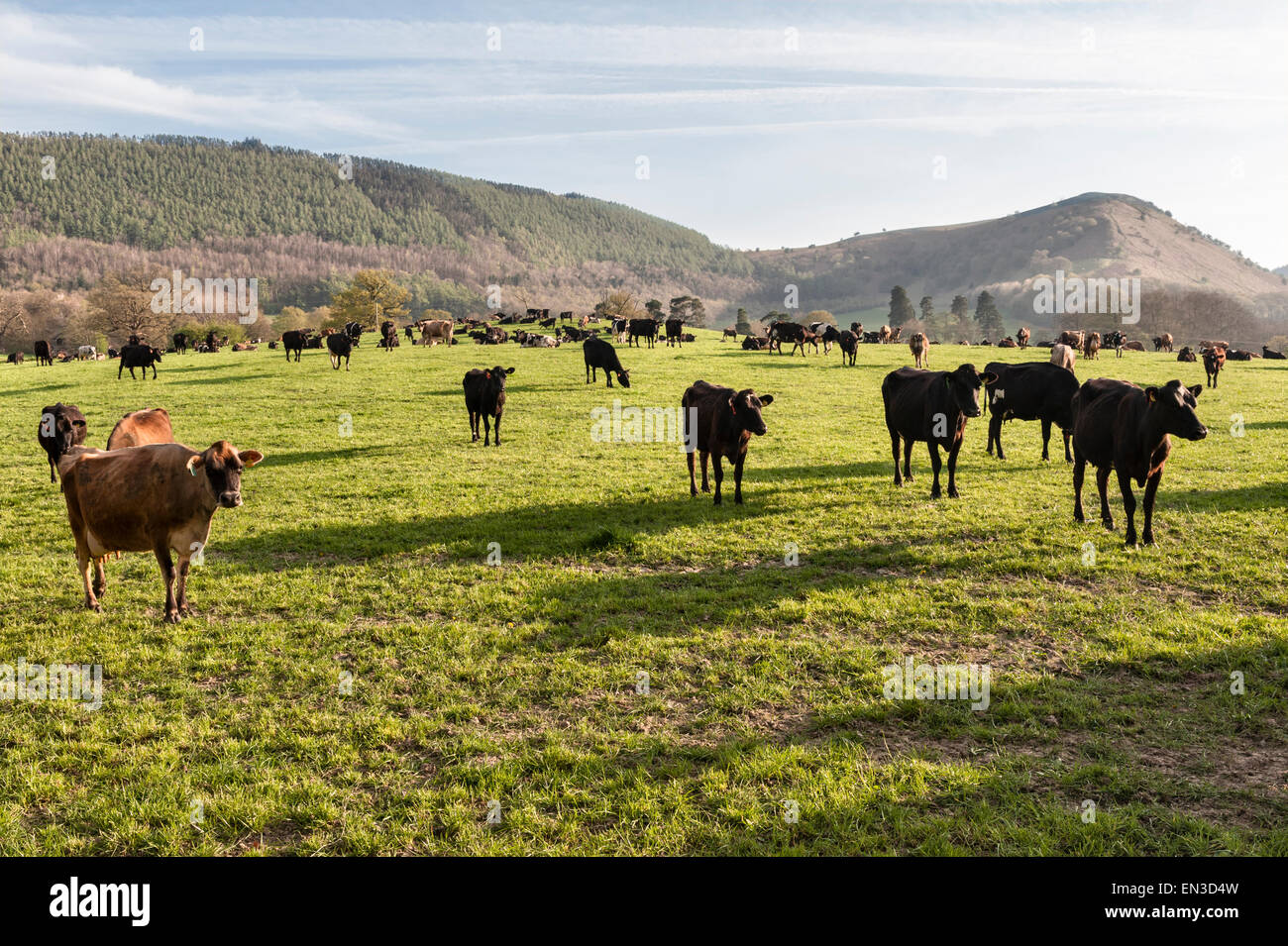 Knill, près de Presteigne, Powys, au Royaume-Uni. Un troupeau de bovins dans un champ sous Herrock Hill Banque D'Images