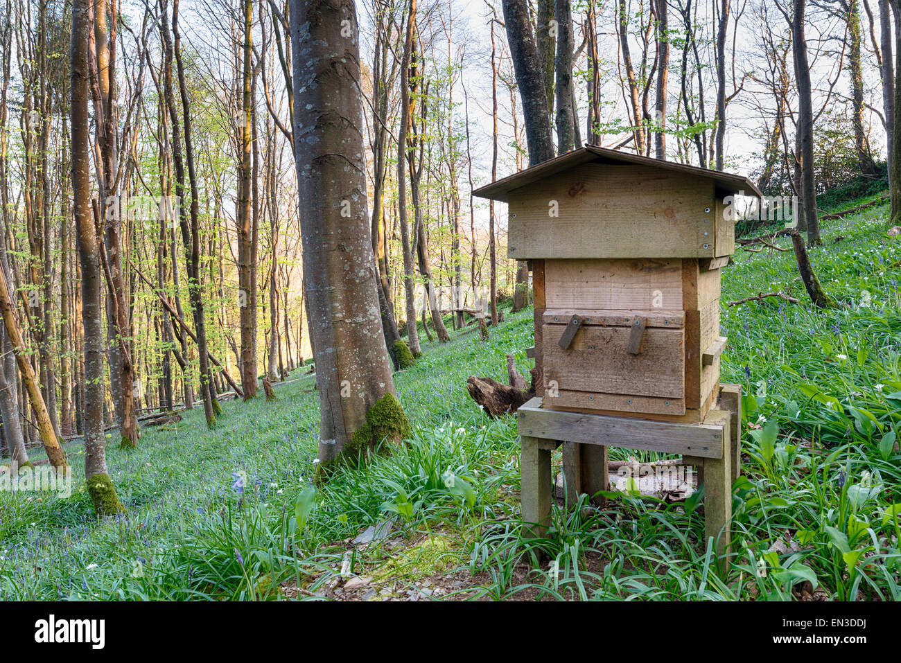 Une ruche en bois traditionnel en bois bluebell Banque D'Images